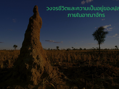 วงจรชีวิตและความเป็นอยู่ของปลวกภายในอาณาจักร? 