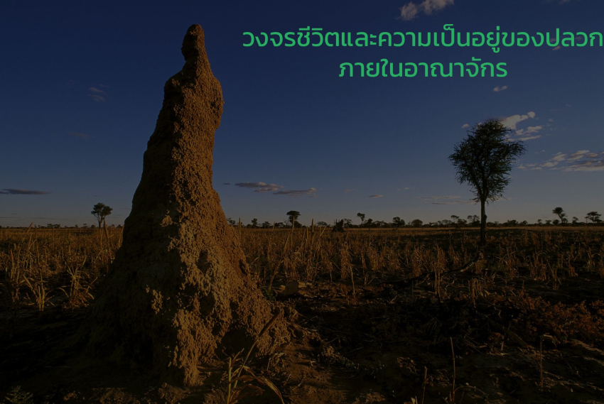 วงจรชีวิตและความเป็นอยู่ของปลวกภายในอาณาจักร? 